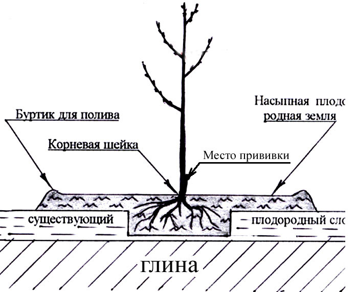 Закладка плодового сада схема