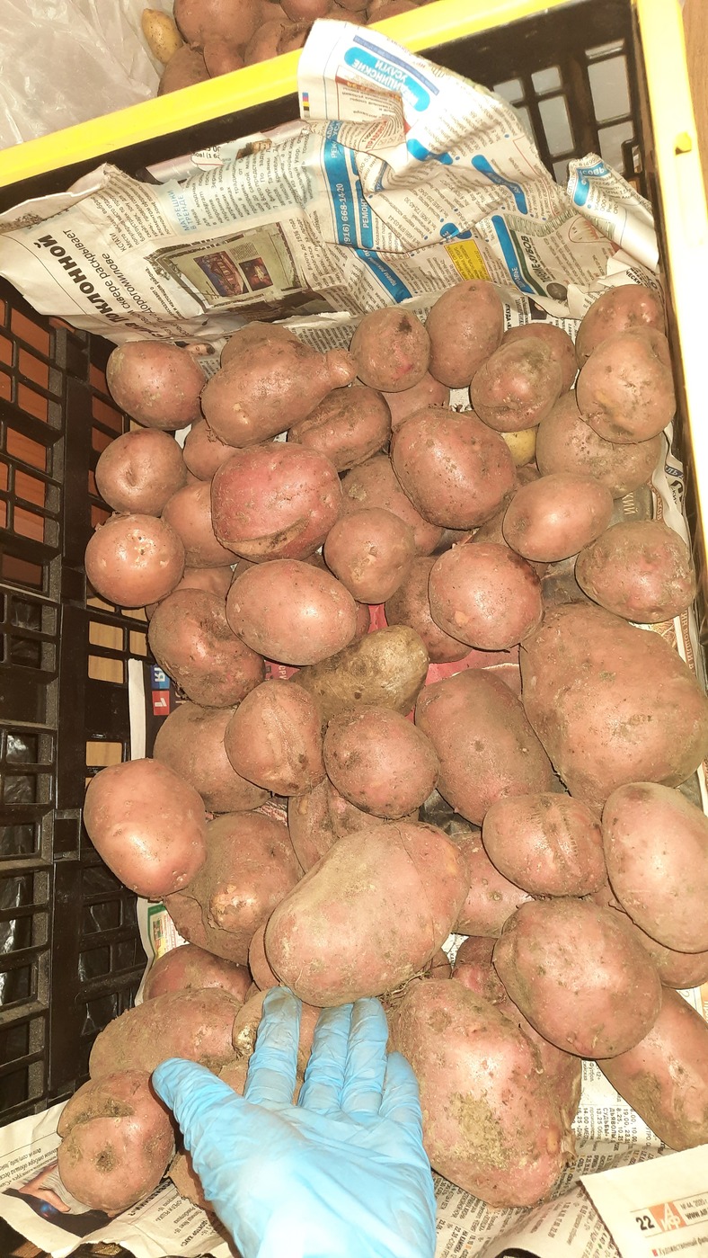 Картофель Беллароза. Сорт картофеля Беллароза. Картофель Беллароза фото. Беллароза картофель характеристика.