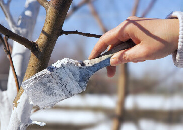 Советы по подготовке плодовых деревьев к зиме, уход за деревьями