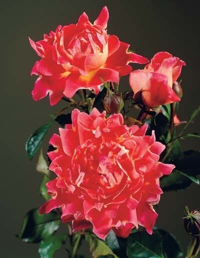 Раффл розы — виды, описание и советы по выращиванию