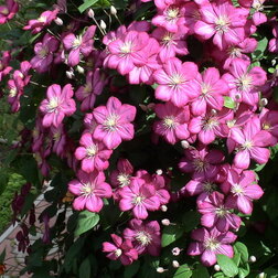 Клематис крупноцветковый Виль де Лион
