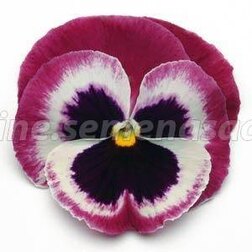 Виола крупноцветковая Матрикс Роуз Винг (1уп-100шт) профессиональные семена виола крупно ковая дельта пьюр роуз 1уп 100шт профессиональные семена