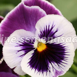 Виола крупноцветковая Селло Виолет Фэйс(1уп-100шт) профессиональные семена семена виола тайгер ай f1 5 шт