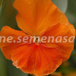 Виола крупноцветковая Селло Пьюр Дип Оранж (1уп-100шт) профессиональные семена