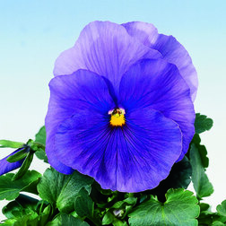 Виола крупноцветковая Селло Пьюр Лайт Блю (1уп-100шт) профессиональные семена имаджинариум лайт