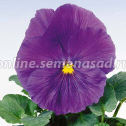 Виола крупноцветковая Селло Пьюр Мид Блю (1уп-100шт) профессиональные семена