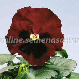 Виола крупноцветковая Селло Ред виз Блотч (1уп-100шт) профессиональные семена