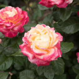 Саженцы розы Мейян Пульман Ориент Экспресс (чайно-гибридная) роза мейян чайно гибридная принцесса шарлин де монако