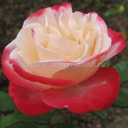 Роза чайно-гибридная Ностальжи роза тантау чайно гибридная афродита