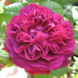 Роза английская парковая Вильям Шекспир роза парковая английская клэр остин
