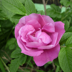 Роза канадская парковая Чарльз Альбанель роза канадская парковая мартин фробишер