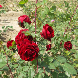 Роза канадская парковая Аделаида Худлес роза канадская парковая мартин фробишер