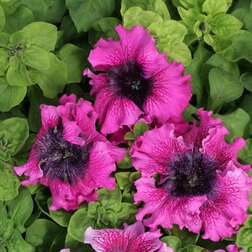 Петуния превосходнейшая Темно-пурпурная (1уп-1000драже) профессиональные семена петуния превосходнейшая розовая