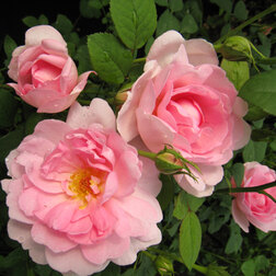 Роза канадская парковая Джон Дэвис сверхъестественное с ветерком пассарелла джон