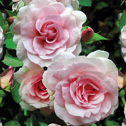 Роза канадская парковая Модэн Блаш клематис крупно ковый инносент блаш