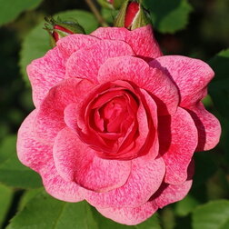 Роза канадская парковая Модэн Руби роза канадская парковая де монтервиль