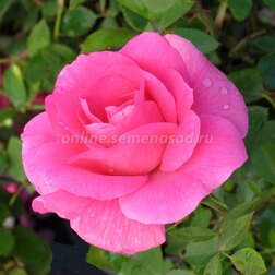 Роза канадская парковая Модэн Сентенниал роза канадская парковая мартин фробишер