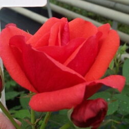 Роза канадская парковая Модэн Файрглоу роза канадская парковая тереза багнет