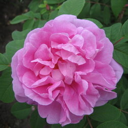 Роза канадская парковая Тереза Багнет роза канадская парковая джон дэвис с3 5л