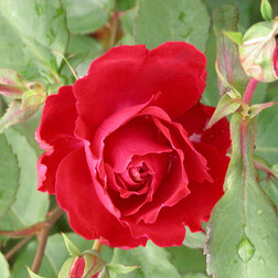 Роза канадская парковая Чамплейн роза канадская парковая де монтервиль