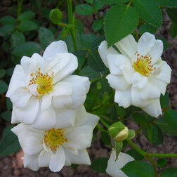 Роза миниатюрная Вайт Кове (С3,5л) (белый)