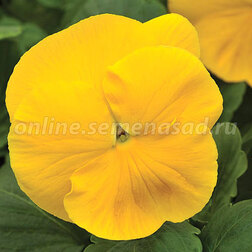 Виола крупноцветковая Маммот Прима Еллорина (1уп-100шт) профессиональные семена
