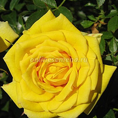 Роза миниатюрная Соннекинд 