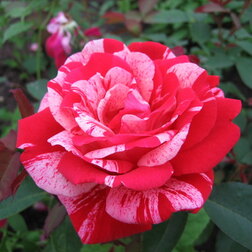 Роза парковая Фердинанд Пичад (С3,5) фердинанд великолепный