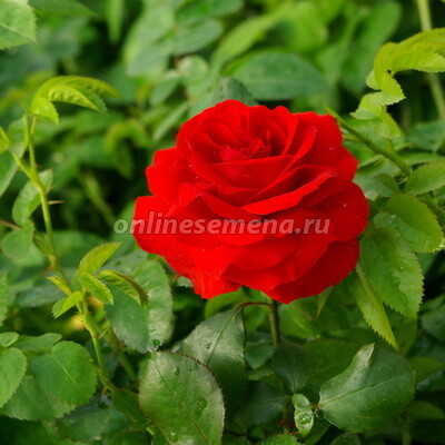 Роза парковая Флюоресцент (С3,5)
