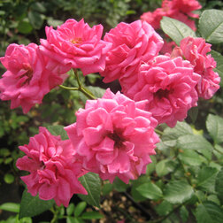 Роза парковая Эльмшорн (С3,5л) (ярко-розовый)