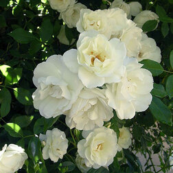 Роза плетистая Клайминг Айсберг (С3,5л) (белый)