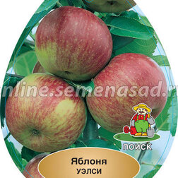 Яблоня Уэлси (подвой семенной) (в сетке) брифинг приставка п7 6 1200х600х750 мм яблоня локарно