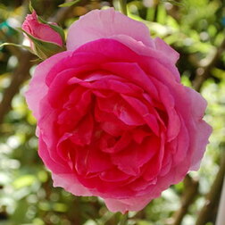 Роза плетистая Парад (С3,5л) (темно-розовый)