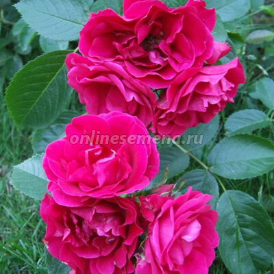 Роза плетистая Фламентанц (С3,5)