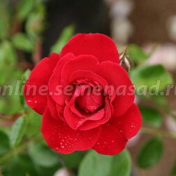 Роза парковая Лихтерло (С2-4л)