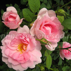 Роза канадская парковая Джон Дэвис (С3,5л) роза канадская плетистая джон кэбот