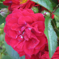 Роза почвопокровная Ред Фэйри роза почвопокровная хайдетраум