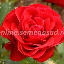 Роза флорибунда Нина Вейбул (С3,5л) нина берберова известная и неизвестная