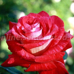 Роза чайно-гибридная Биколет (С3,5л)