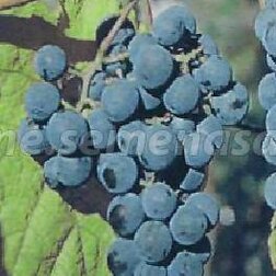 Виноград амурский (V3л.)