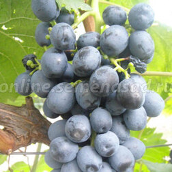 Виноград плодовый Аттика (С2-3л.)