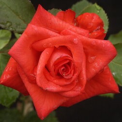 Роза флорибунда Нина Вейбул нина берберова известная и неизвестная