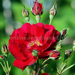 Роза канадская парковая Аделаида Худлес (С3,5л) роза канадская парковая де монтервиль