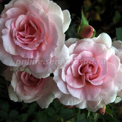 Роза канадская парковая Модэн Блаш (С3,5л) роза канадская парковая джон дэвис