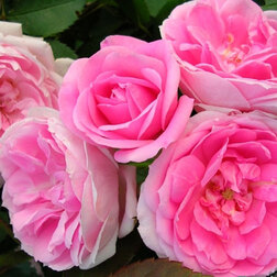 Роза канадская парковая Прайри Джой (С3,5л) роза канадская плетистая джон кэбот