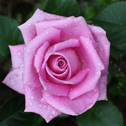 Роза чайно-гибридная Аква роза чайно гибридная мондиале