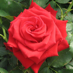 Роза чайно-гибридная Бургунд роза чайно гибридная роза гожар с3 5л