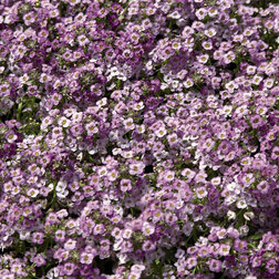 Алиссум Вондерлен Блю (1уп-1000шт) профессиональные семена семена ов алиссум морской афродита пурпурный туман 0 02 г