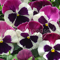 Виола крупноцветковая Селло Вайт виз Роуз Винг (1уп-100шт) профессиональные семена семена пеларгония найт роуз f1 4 шт