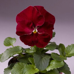 Виола крупноцветковая Селло Черри Роуз (1уп-100шт) профессиональные семена